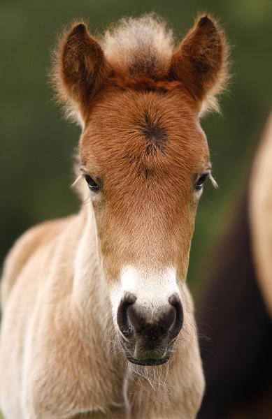 Gina von Heidmoor (13).jpg